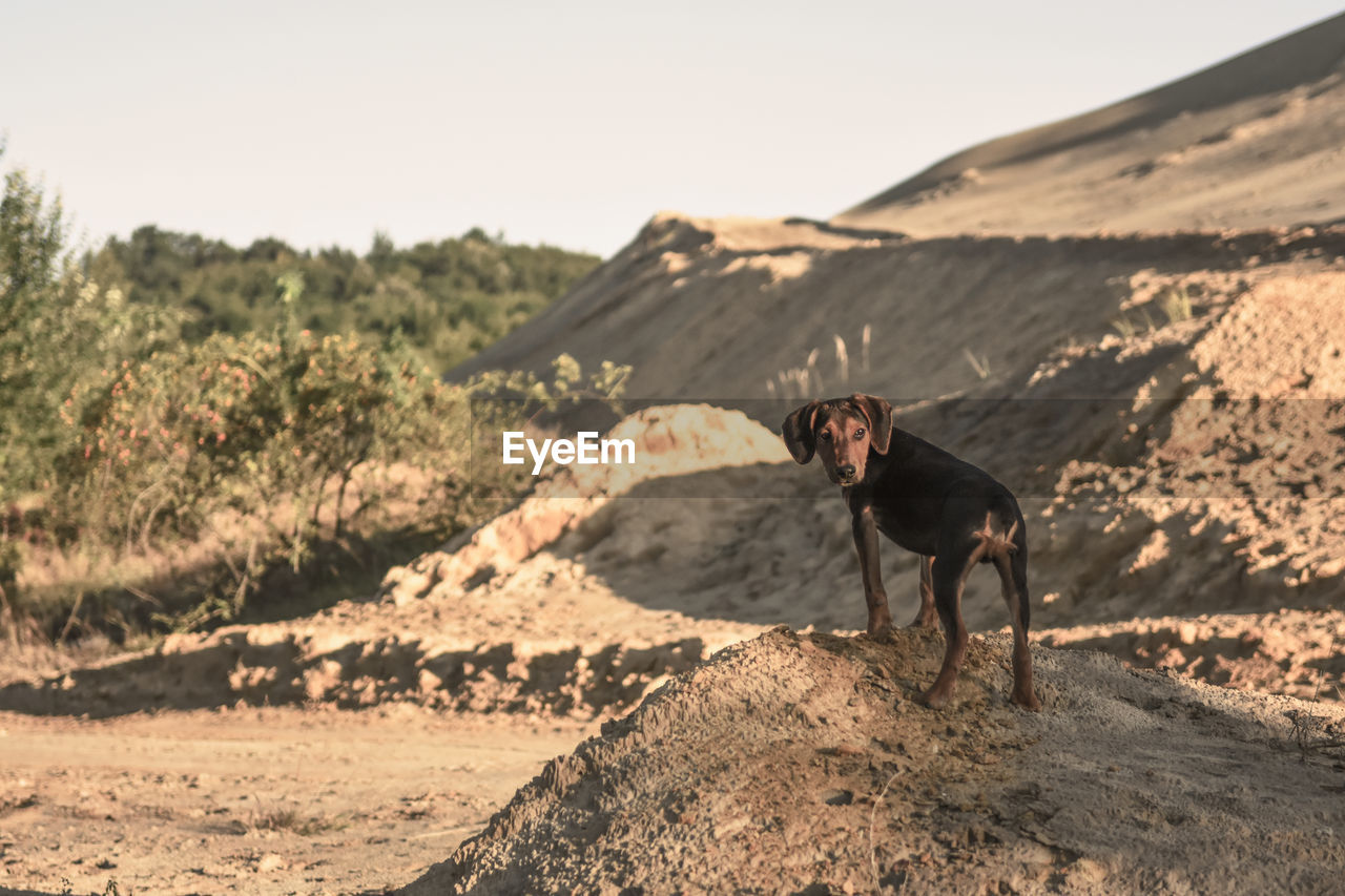 All dogs go to heaven,  desert dog