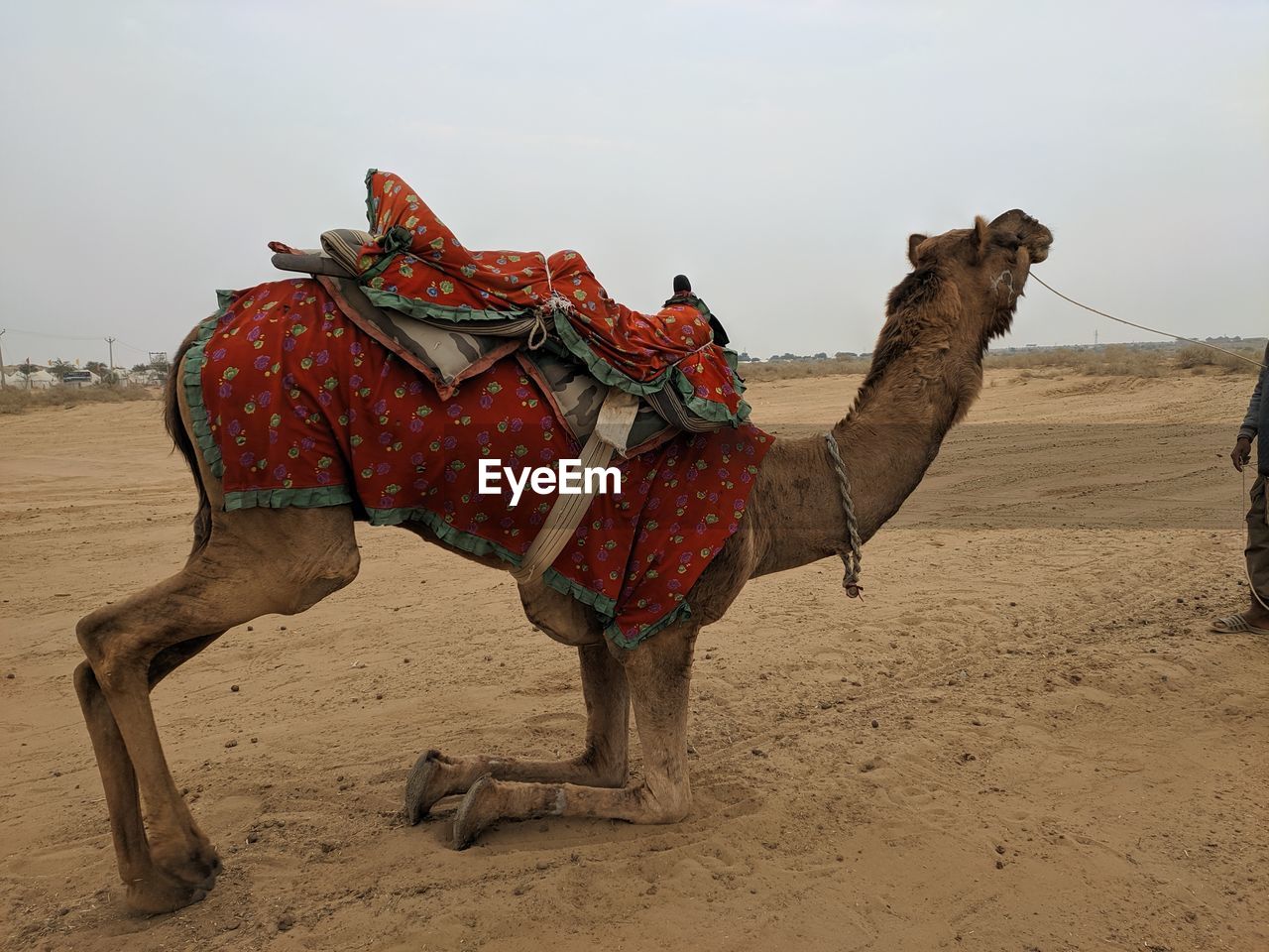 Full length of camel on desert against sky