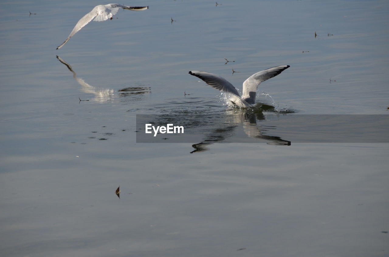 DUCKS SWIMMING IN LAKE