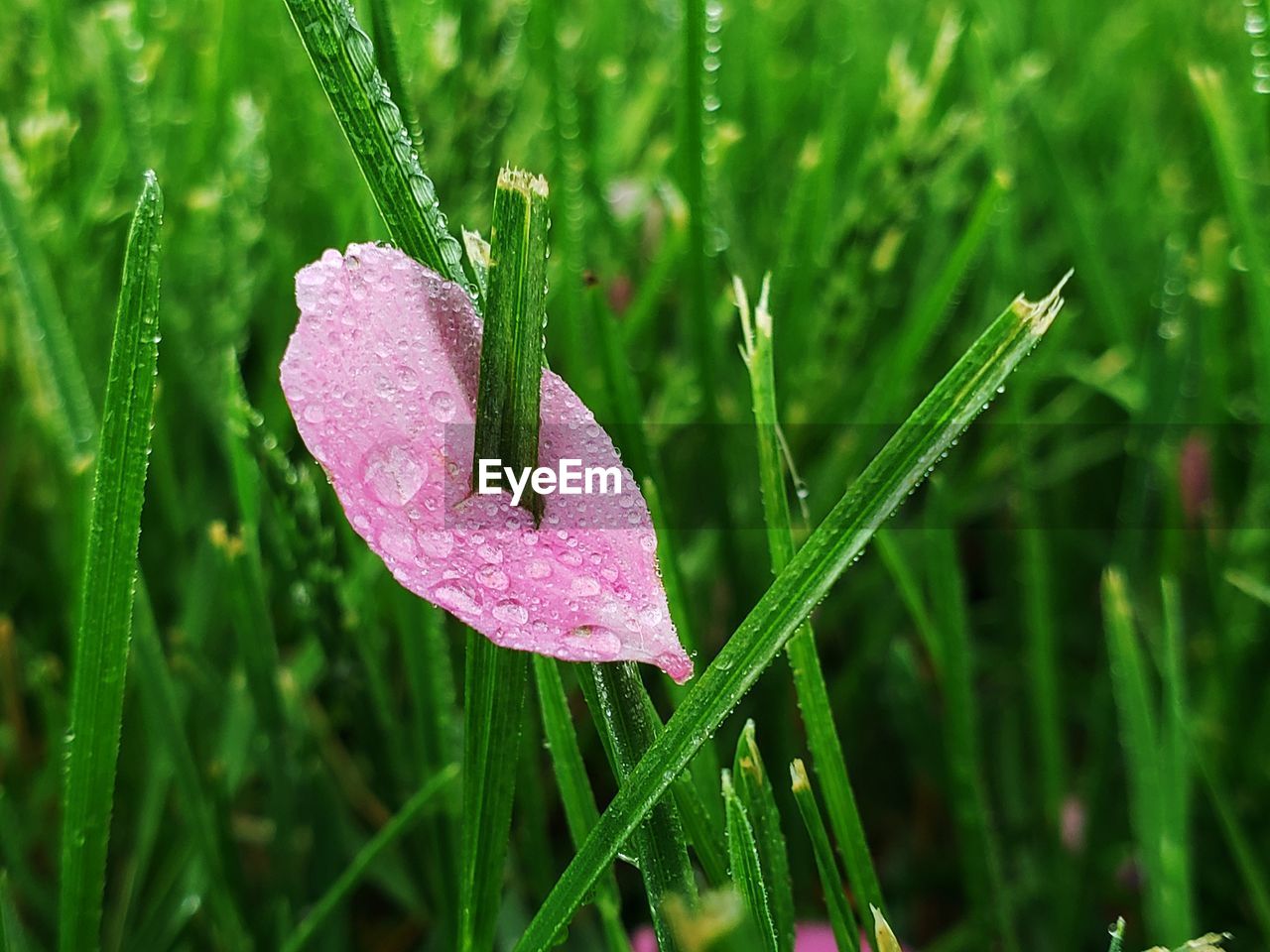 CLOSE-UP OF WATER DROPS ON PINK ROSE