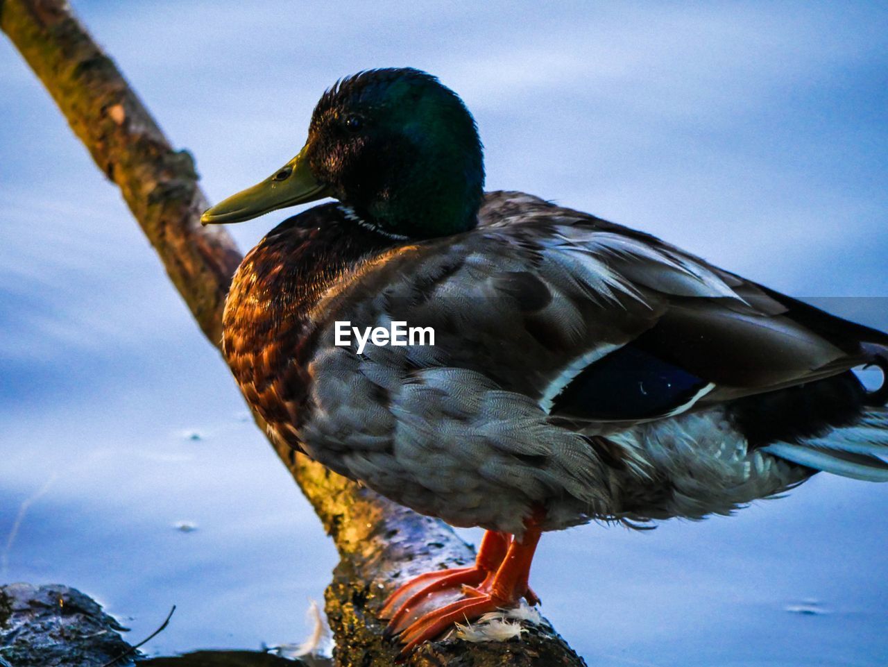 Close-up of bird perching on tree