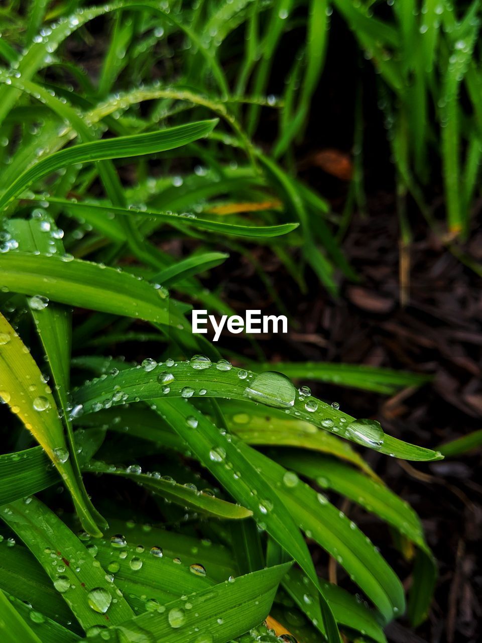 CLOSE-UP OF WATER DROPS ON PLANT