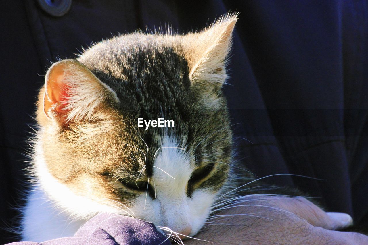 CLOSE-UP OF A CAT SLEEPING ON BED