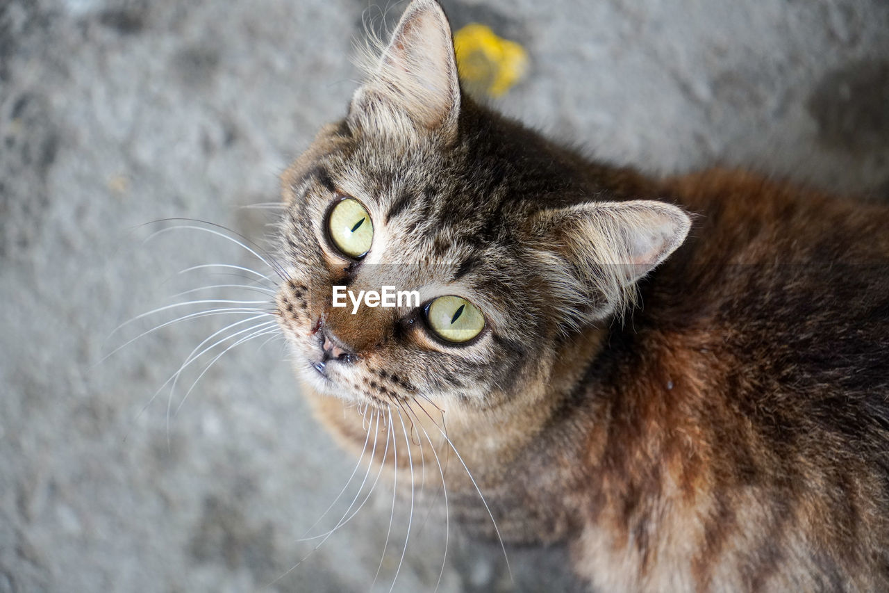 Stray cat staring at the camera