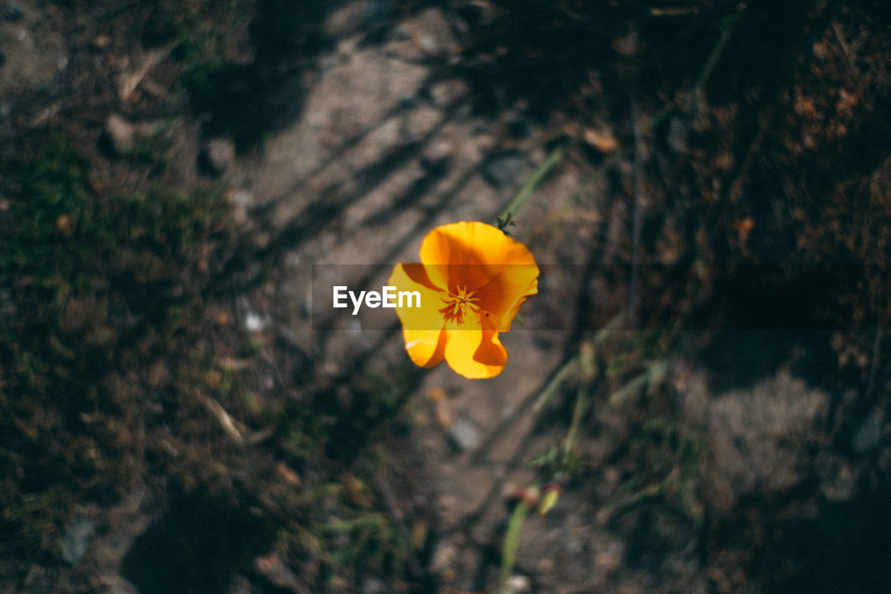 High angle view of yellow flower on field