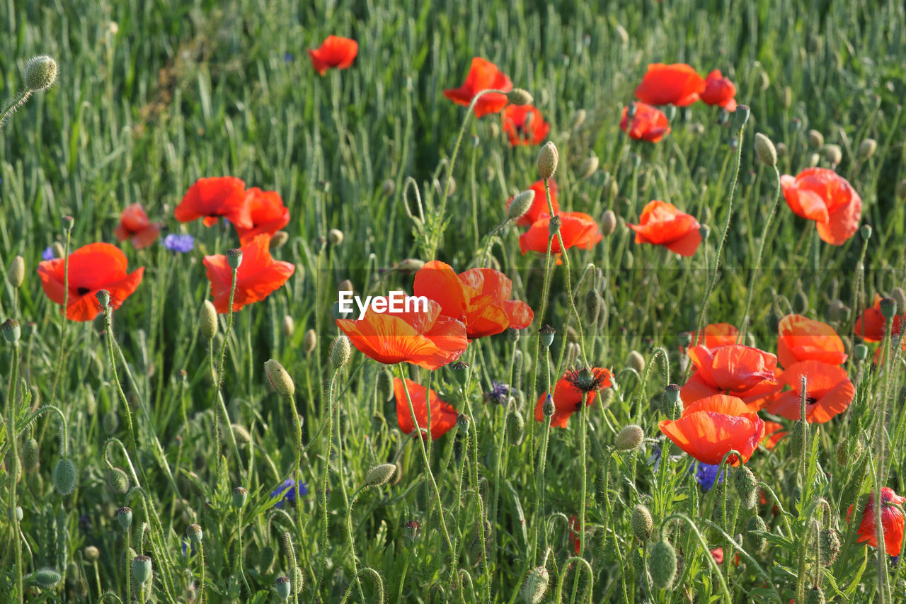 CLOSE-UP OF POPPIES GROWING ON FIELD