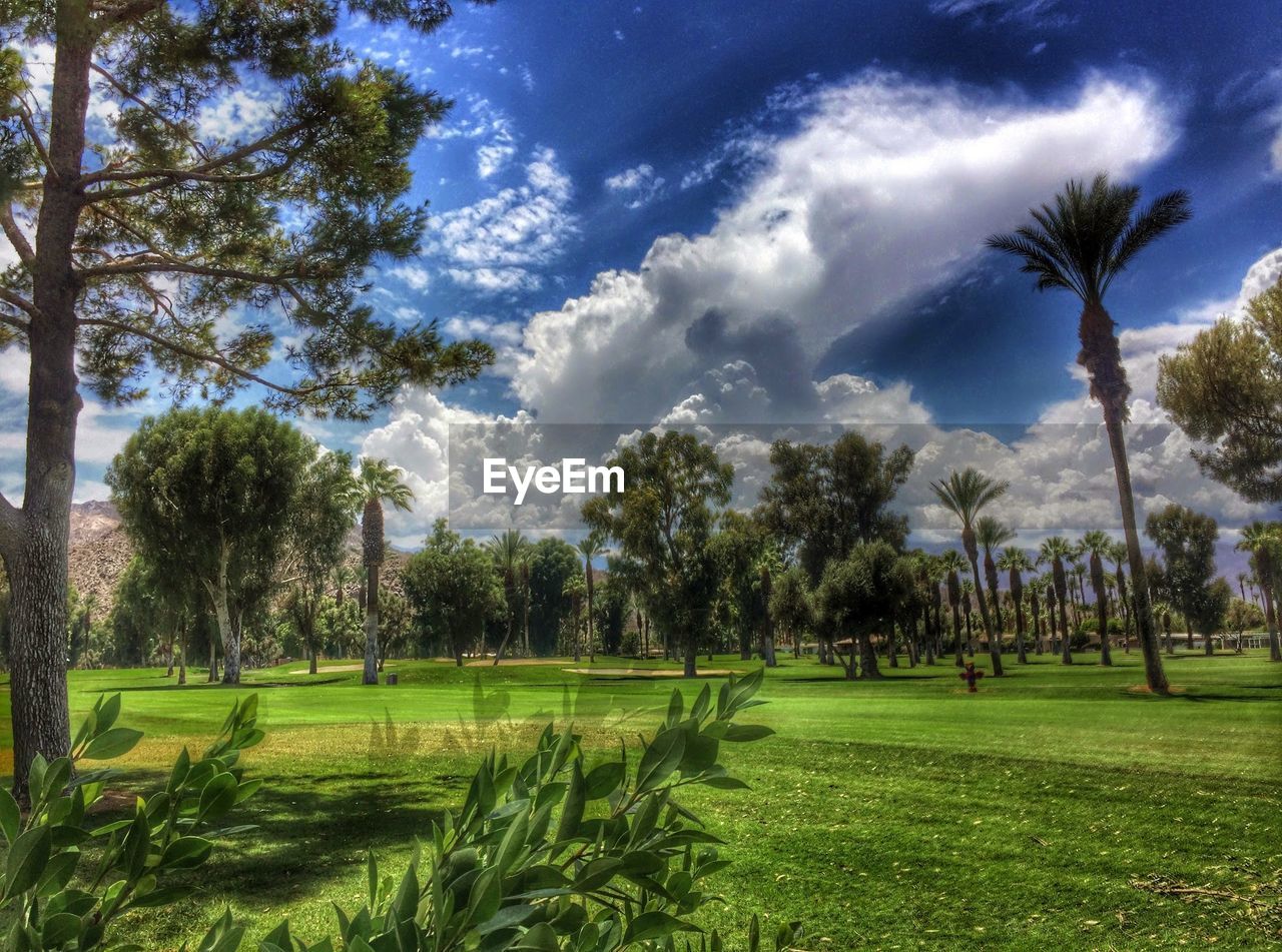 TREES ON GRASSY FIELD