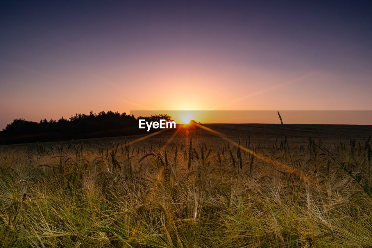 VIEW OF FIELD AT SUNSET