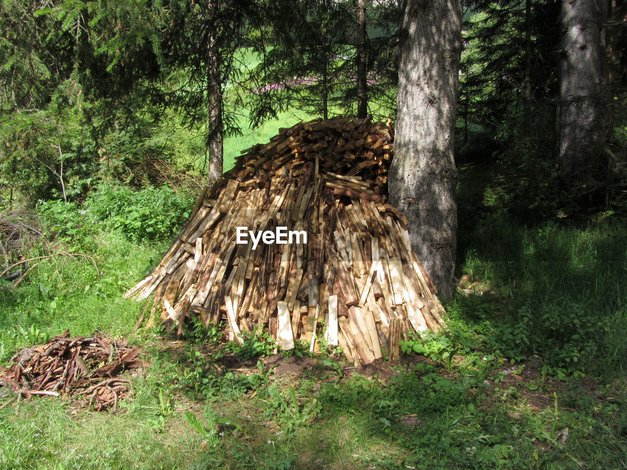 WOODEN LOG IN FOREST