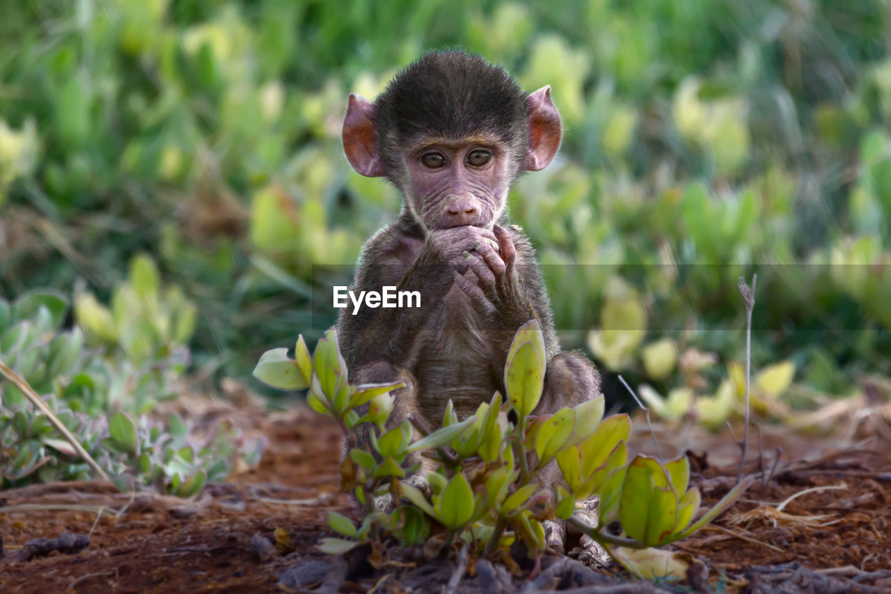 PORTRAIT OF MONKEY SITTING ON LAND