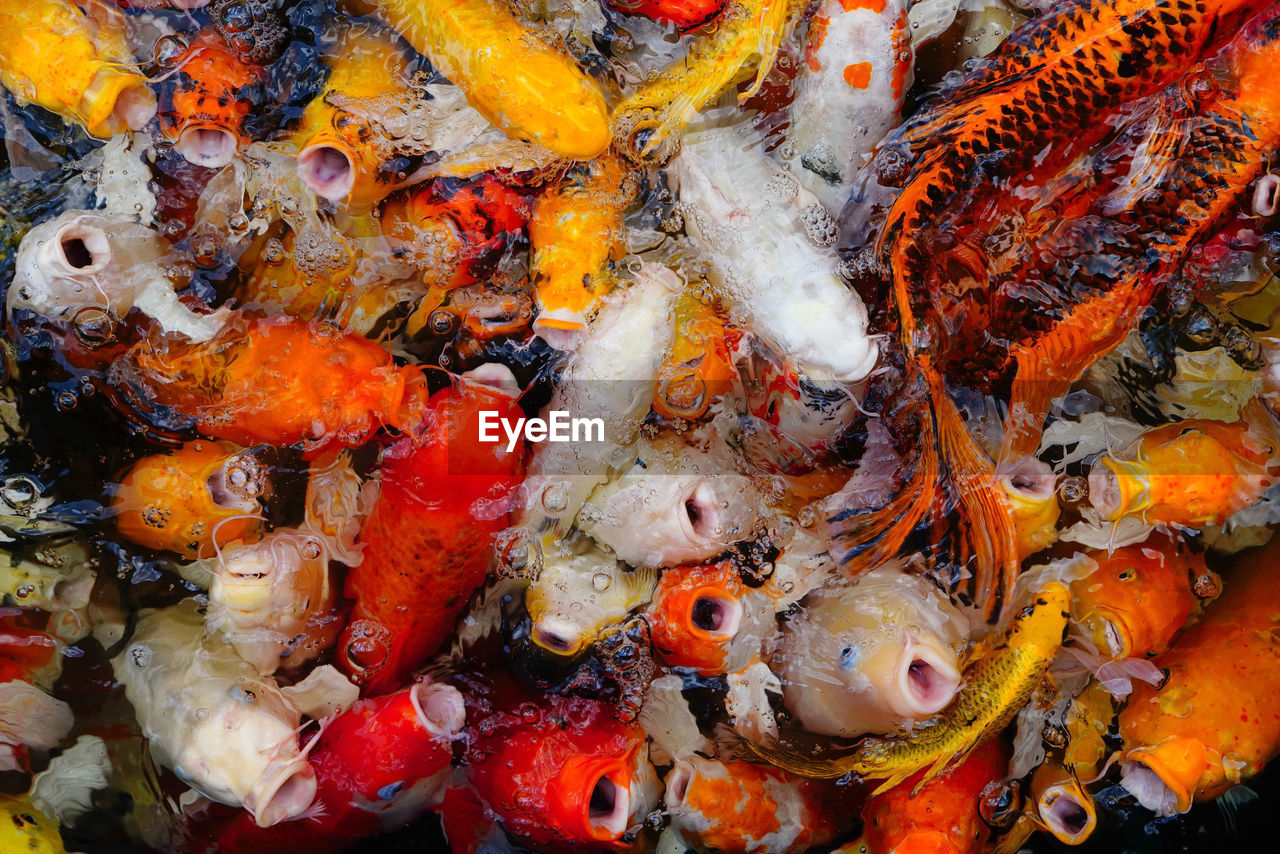 HIGH ANGLE VIEW OF FISH SWIMMING IN SEA