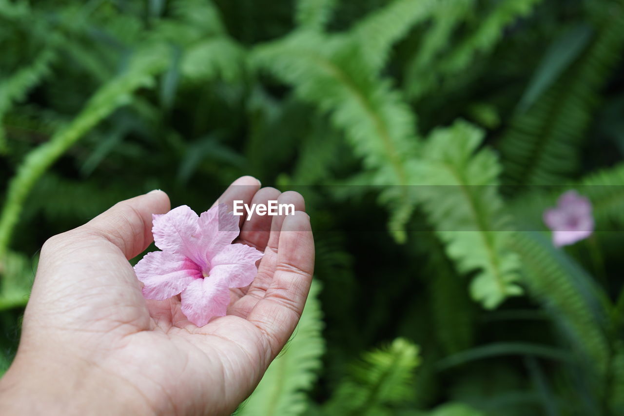 CLOSE-UP OF HAND HOLDING PINK ROSE