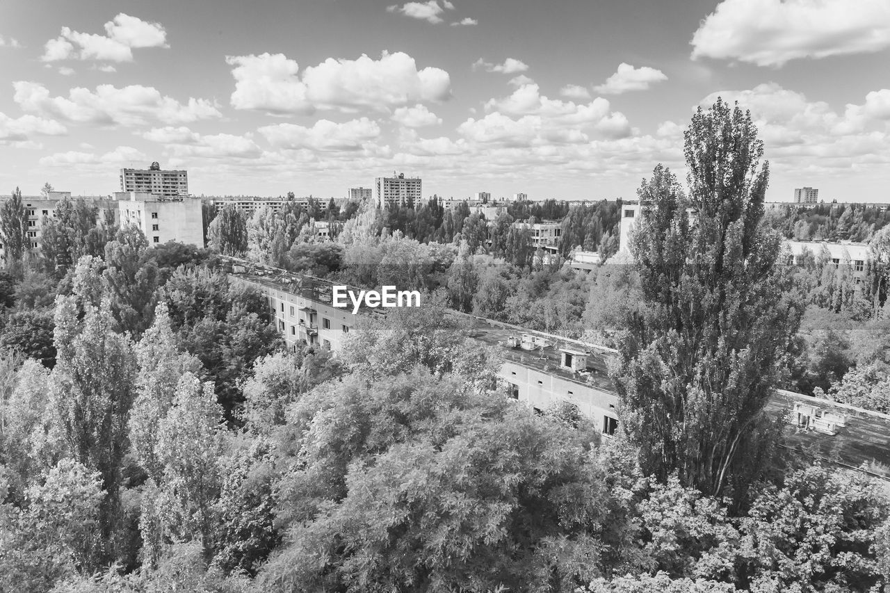 high angle view of trees in forest