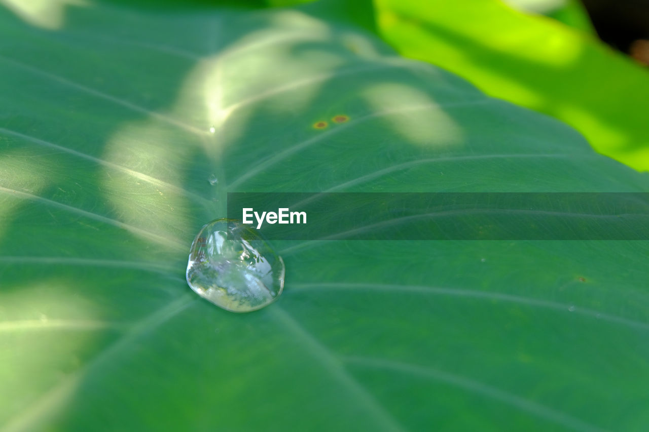 CLOSE-UP OF INSECT ON LEAF