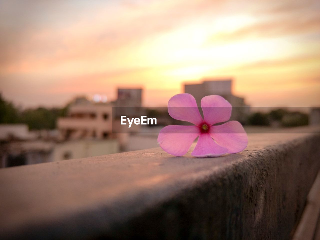 CLOSE-UP OF PURPLE FLOWERING PLANT AGAINST SKY