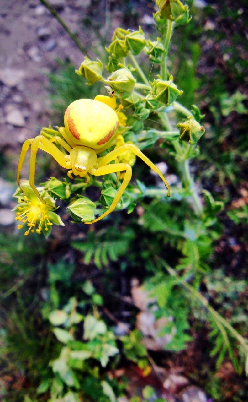 CLOSE-UP OF YELLOW FLOWERS