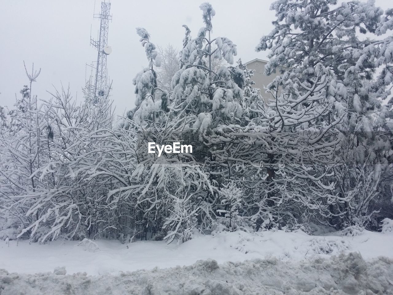 Frozen trees on snow covered field against sky