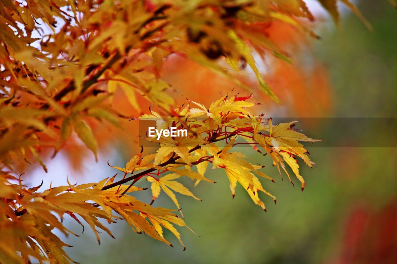 Close-up of maple leaves during autumn