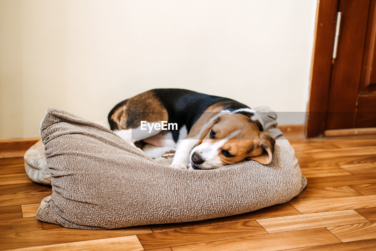 Puppy diseases, common illnesses to watch for in puppies. sick beagle puppy is lying on dog bed