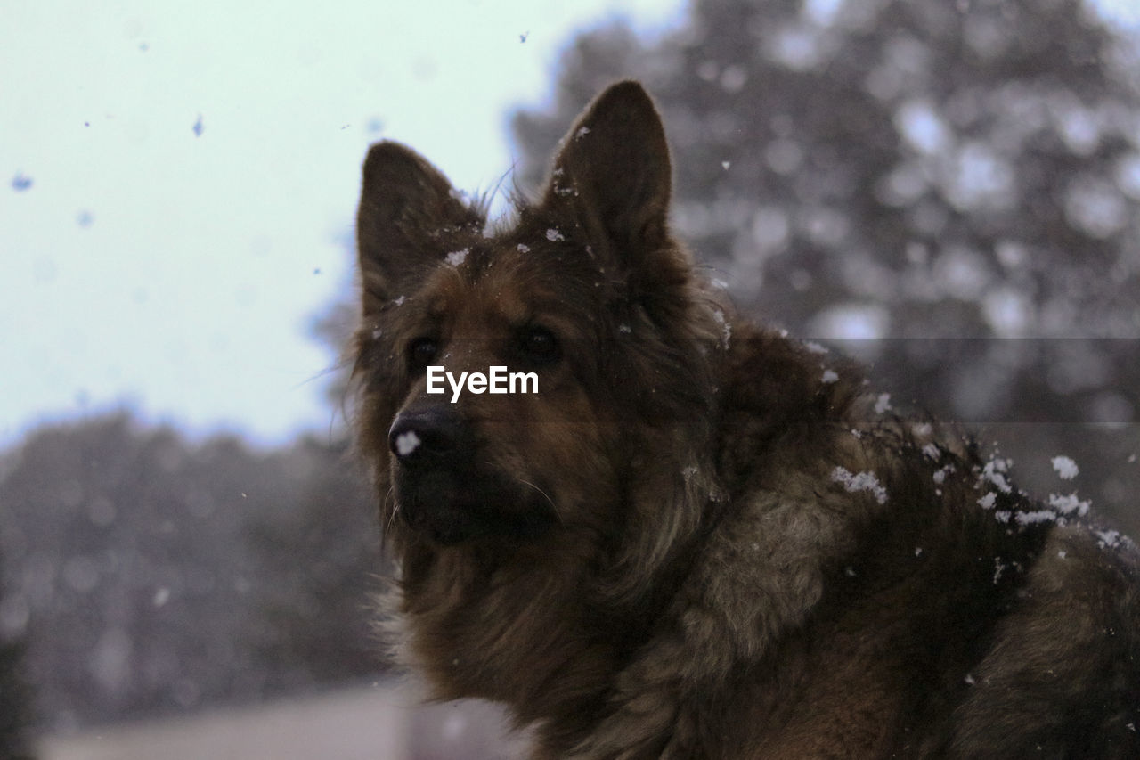 CLOSE-UP OF DOG IN SNOW