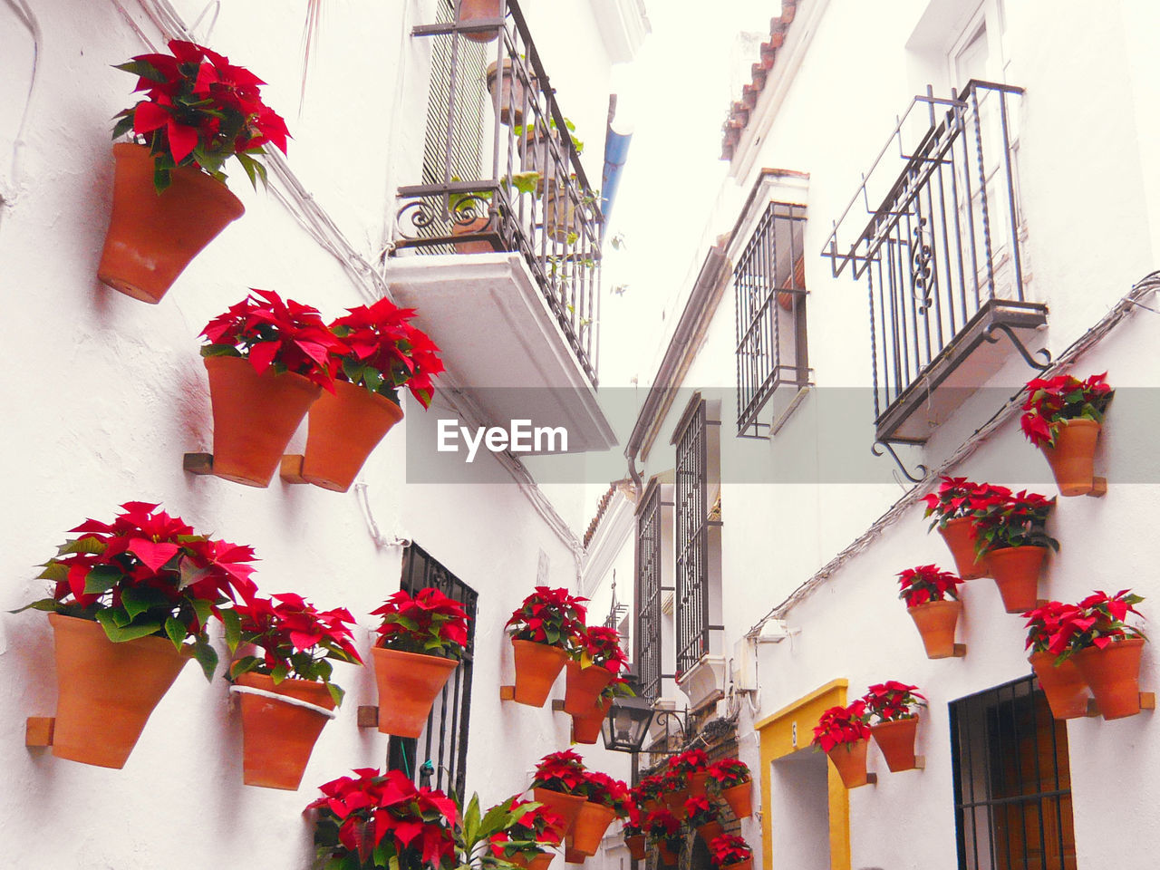 LOW ANGLE VIEW OF POTTED PLANT HANGING ON BUILDING