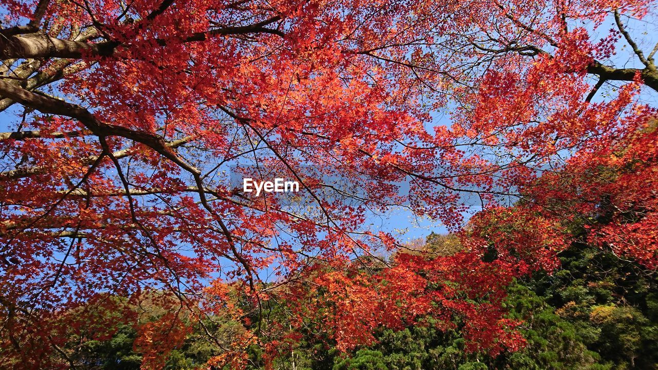 LOW ANGLE VIEW OF MAPLE TREE DURING AUTUMN