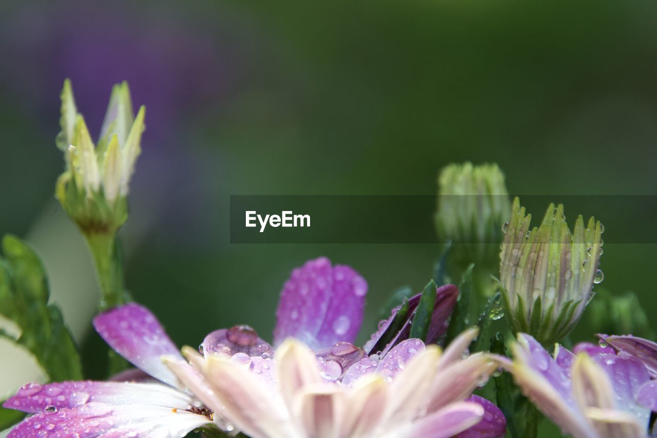 flower, flowering plant, plant, freshness, beauty in nature, close-up, blossom, nature, fragility, purple, petal, growth, flower head, inflorescence, water, macro photography, drop, wildflower, wet, pink, no people, springtime, outdoors, focus on foreground, selective focus, green, botany, dew, pollen, day, summer, plant part, leaf, food