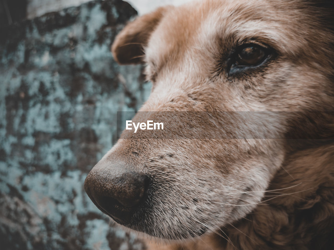 CLOSE-UP PORTRAIT OF DOG