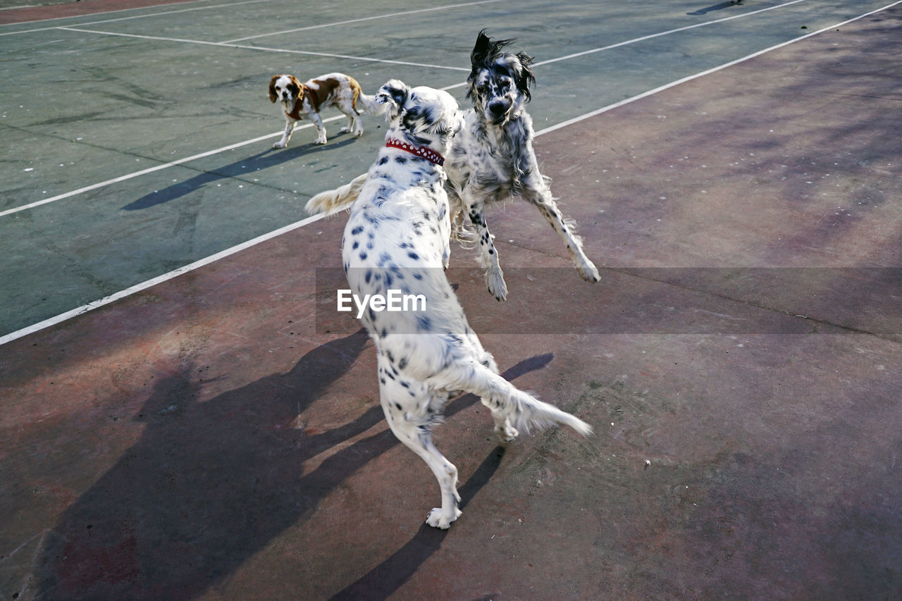 High angle view of dog playing