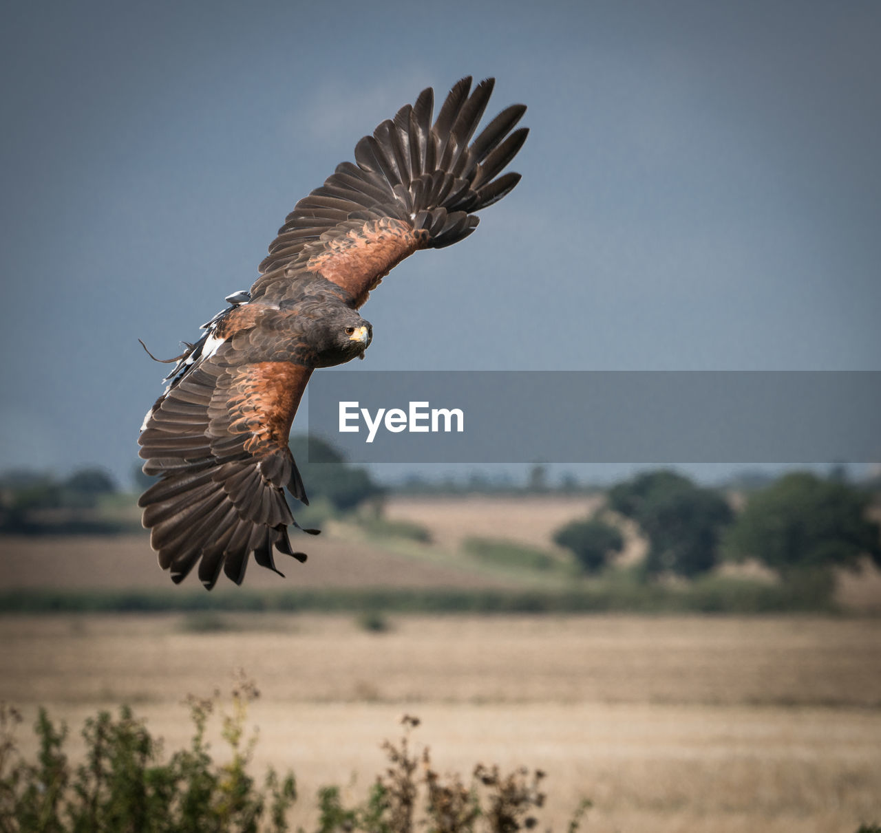 BIRD FLYING OVER FIELD