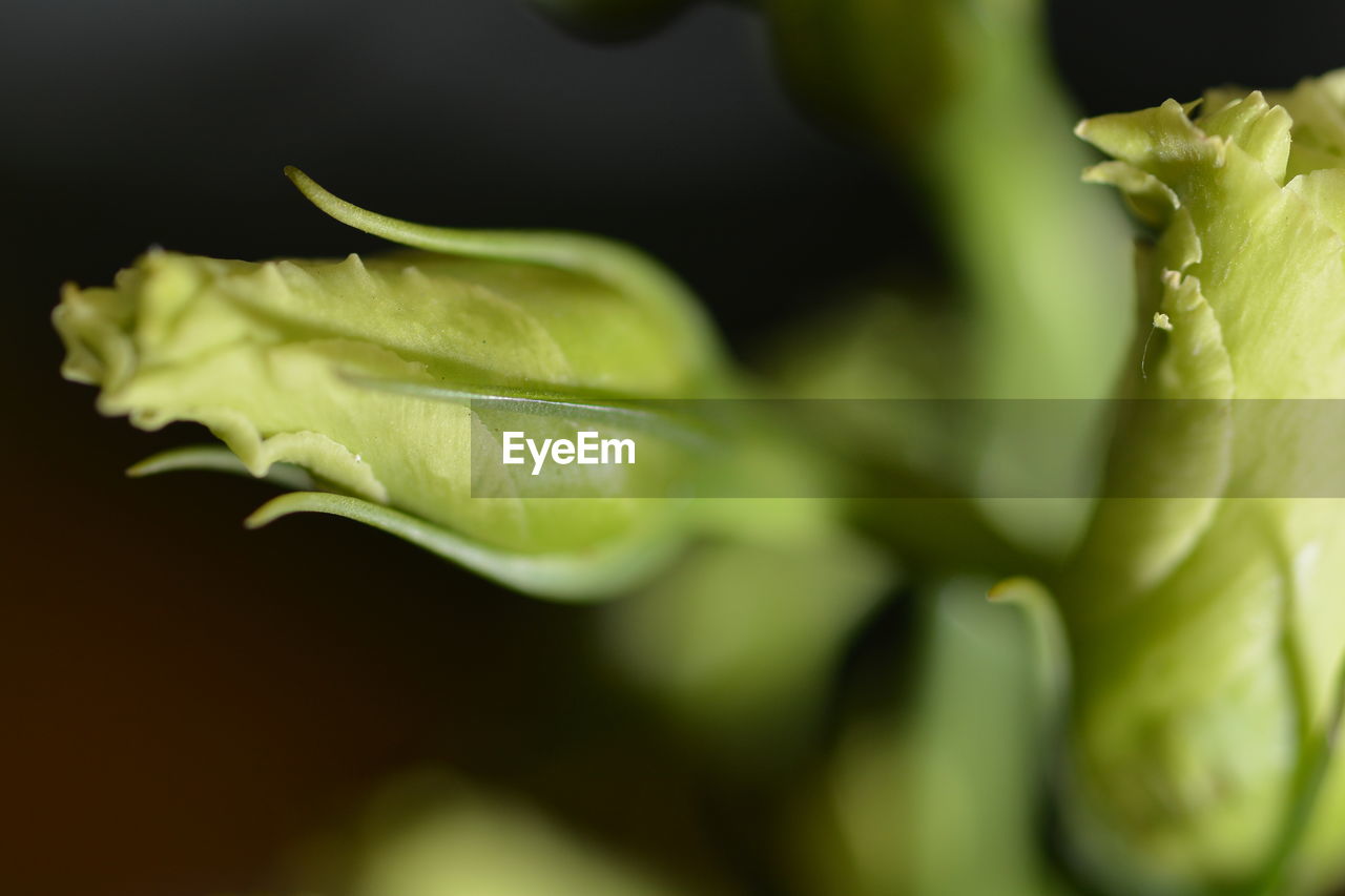 CLOSE-UP OF GREEN FLOWER BUDS