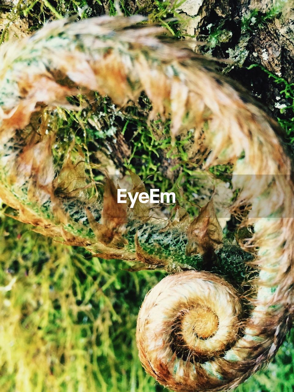 Close-up of dry tendril in forest