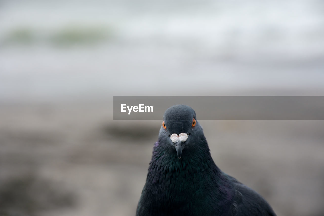 Close-up of pigeon