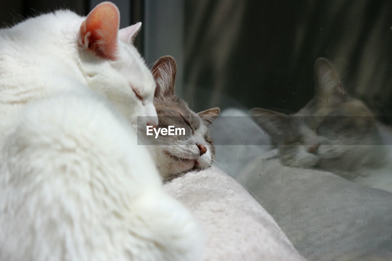 CLOSE-UP OF CATS SLEEPING ON WHITE CAT