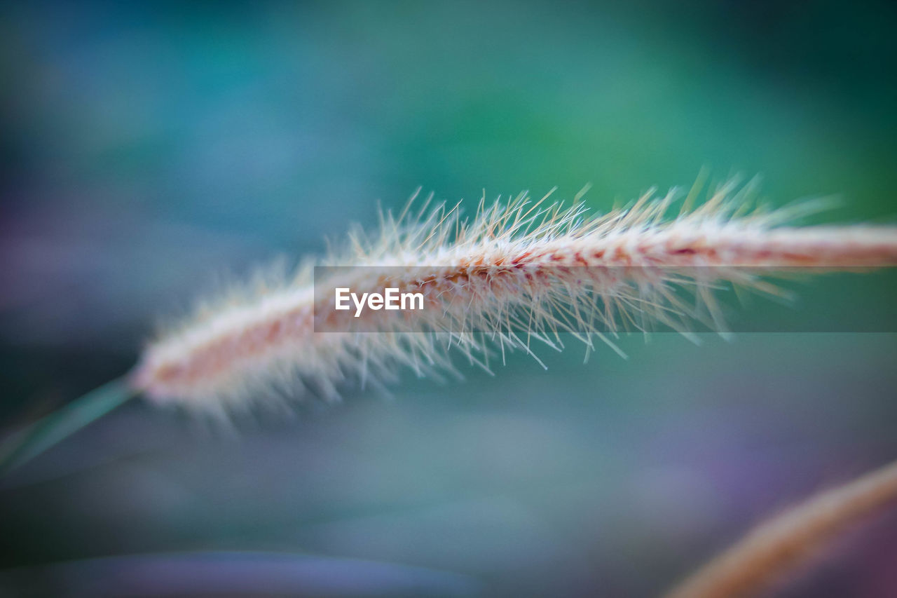 Close-up of plant against blurred background