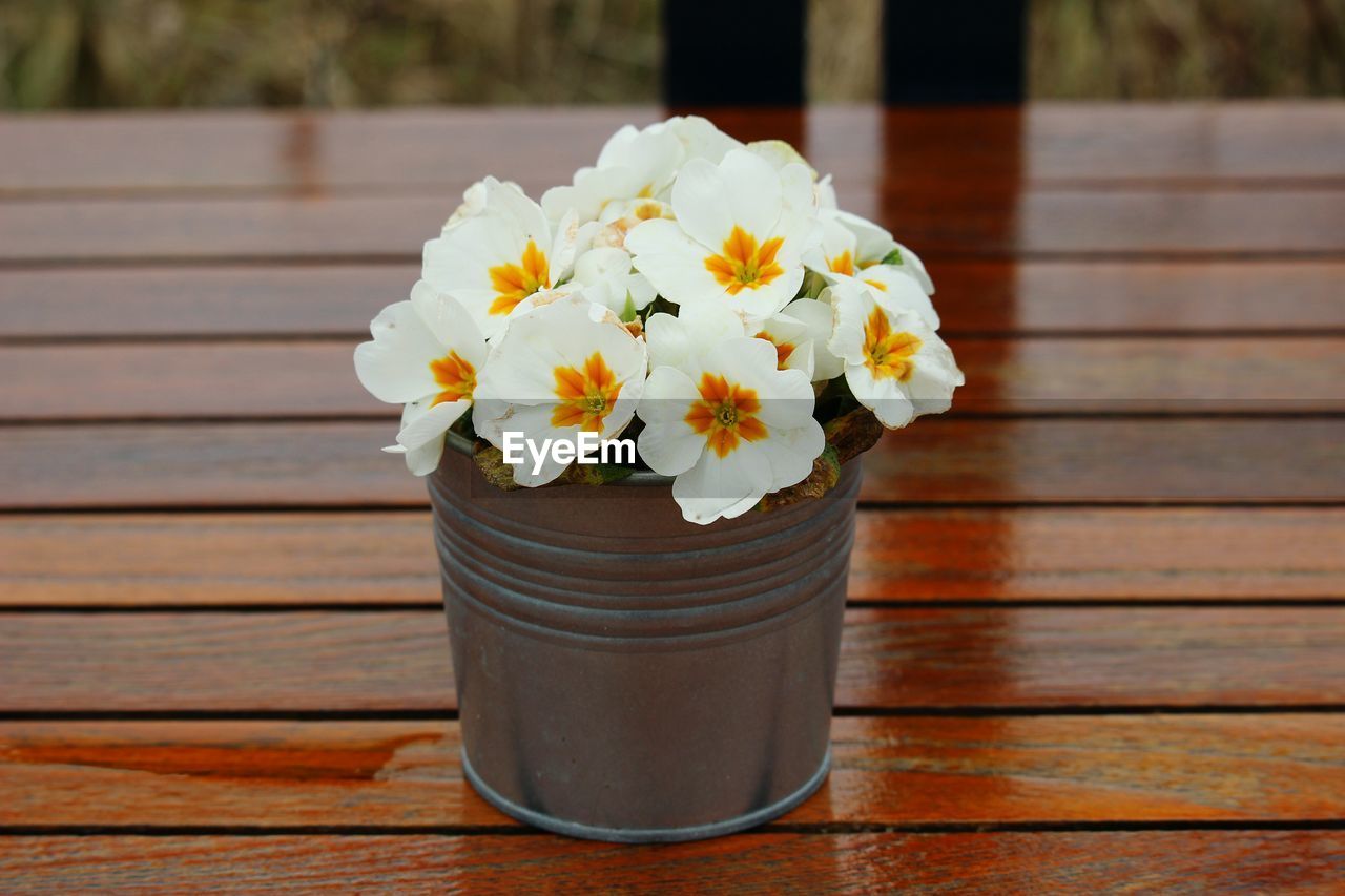 Close-up of white flowers on table