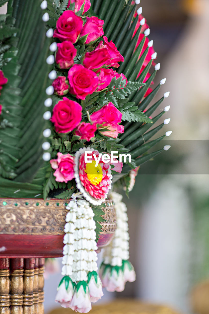 CLOSE-UP OF PINK FLOWERING PLANTS