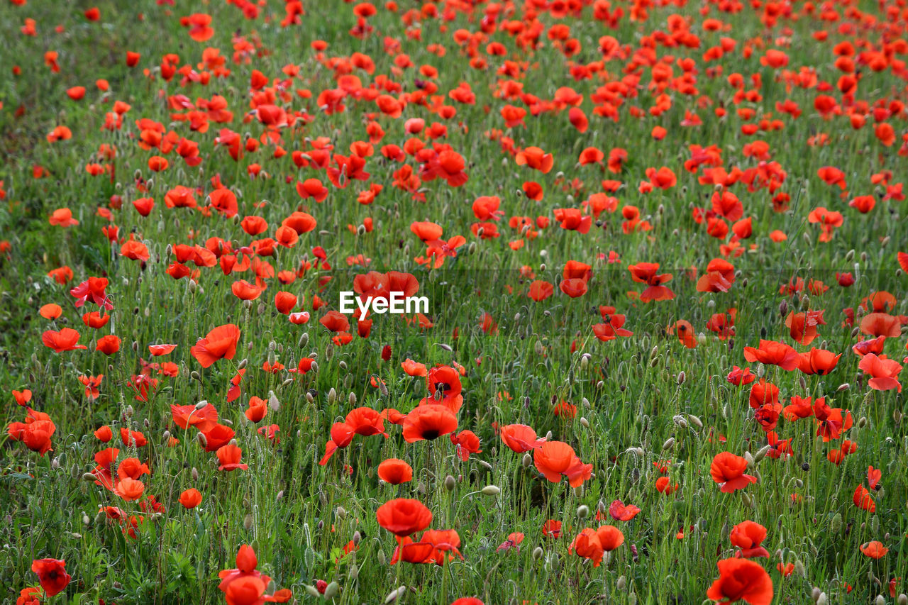 CLOSE-UP OF RED POPPY FLOWERS IN FIELD