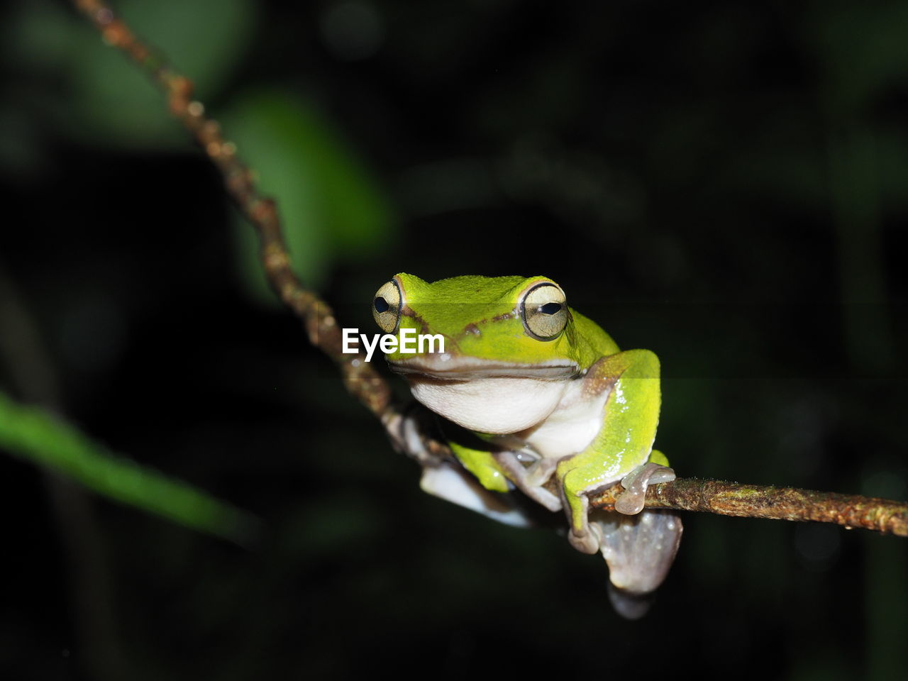 Close-up of frog on branch