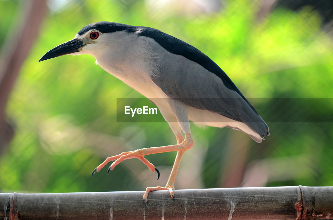 BIRD PERCHING ON RAILING