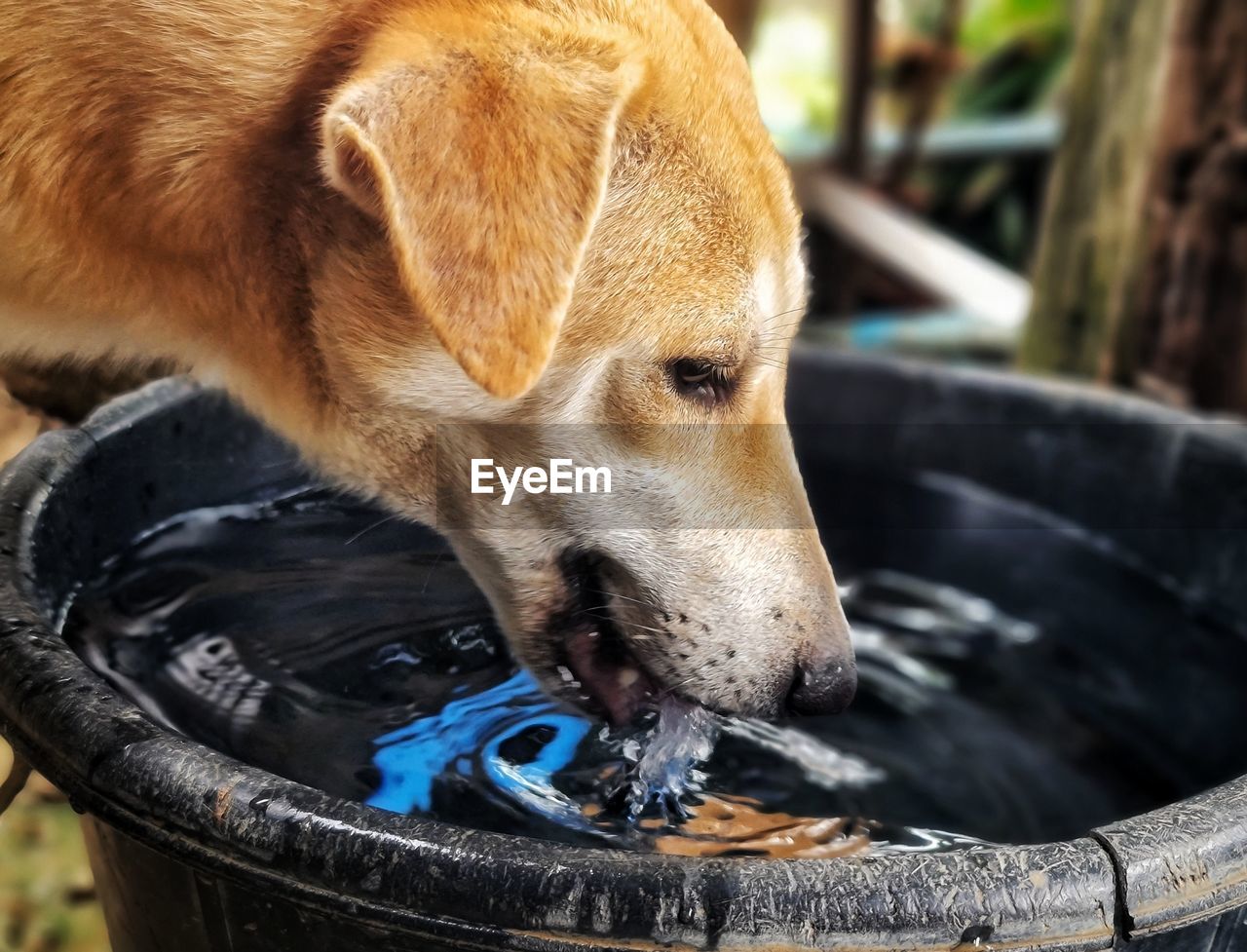 CLOSE-UP OF DOG DRINKING WATER IN A MOUTH