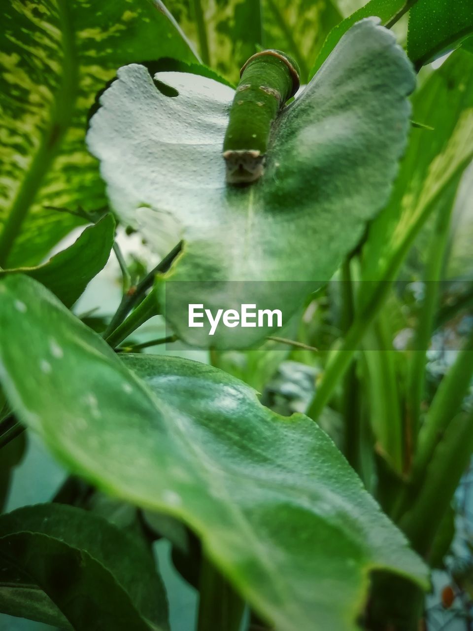 CLOSE-UP OF A GREEN PLANT