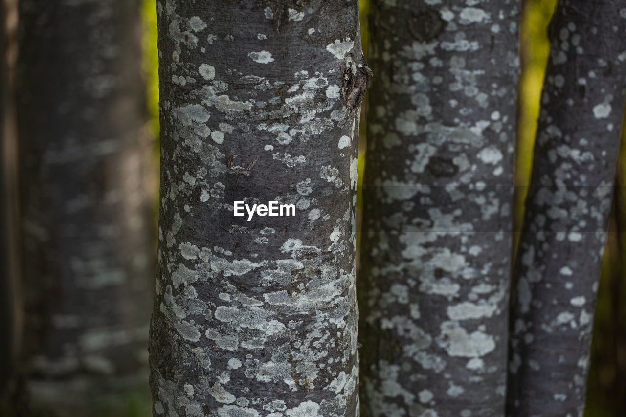 Detailed texture of tree trunks in springtime.