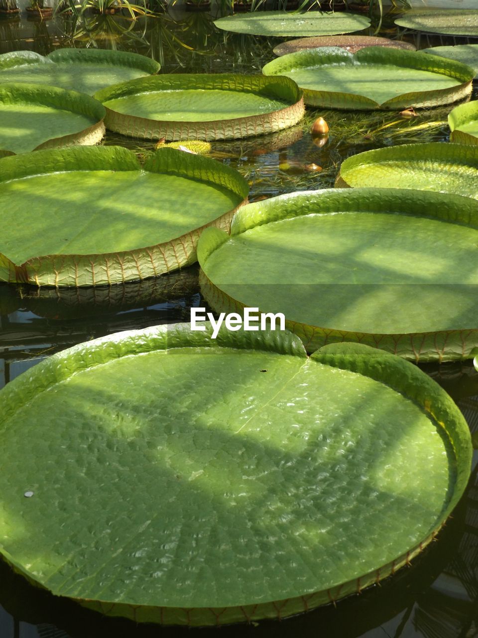 High angle view of leaves floating on lake