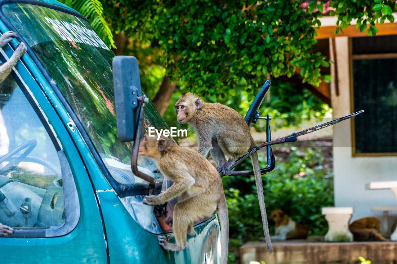 Monkeys on truck