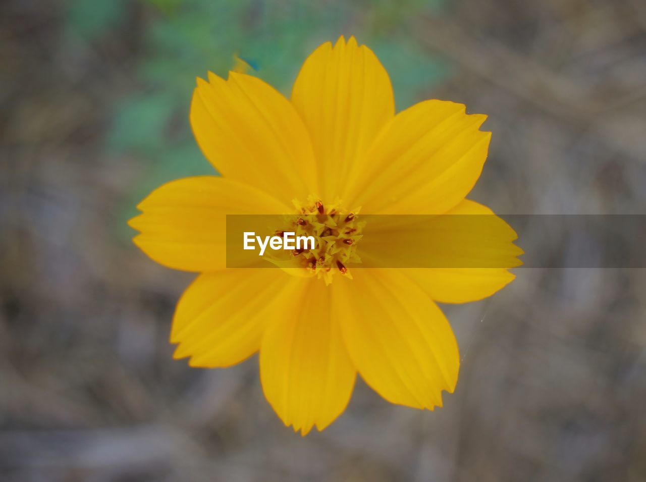 CLOSE-UP OF YELLOW FLOWERING PLANT