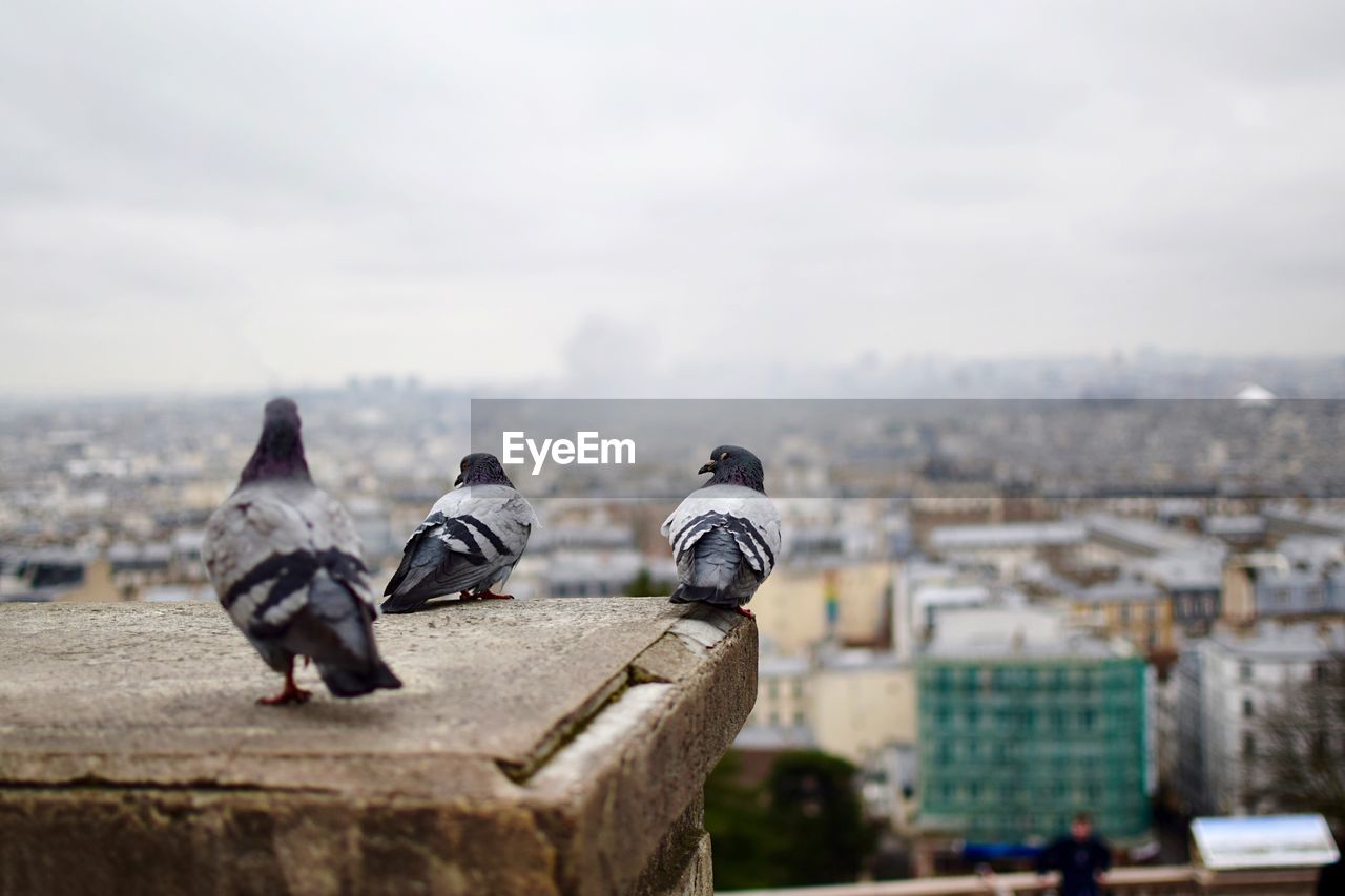 Close-up of birds perching on cityscape against sky