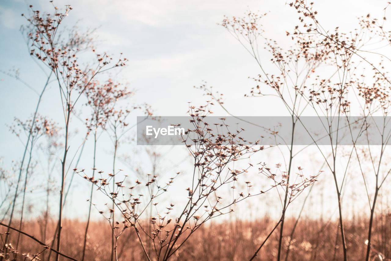 Low angle view of flowering plants on field against sky