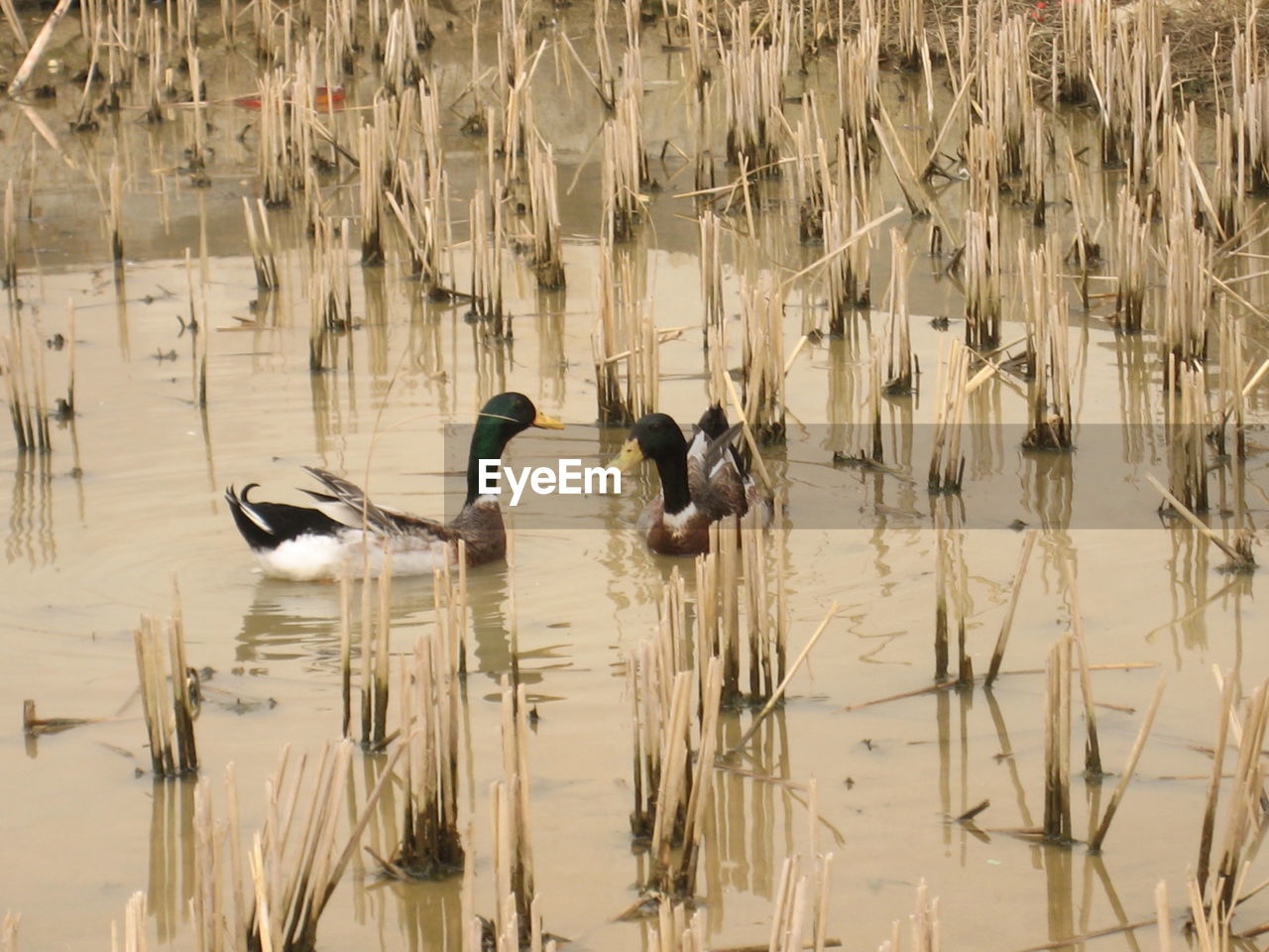 BIRDS SWIMMING ON LAKE