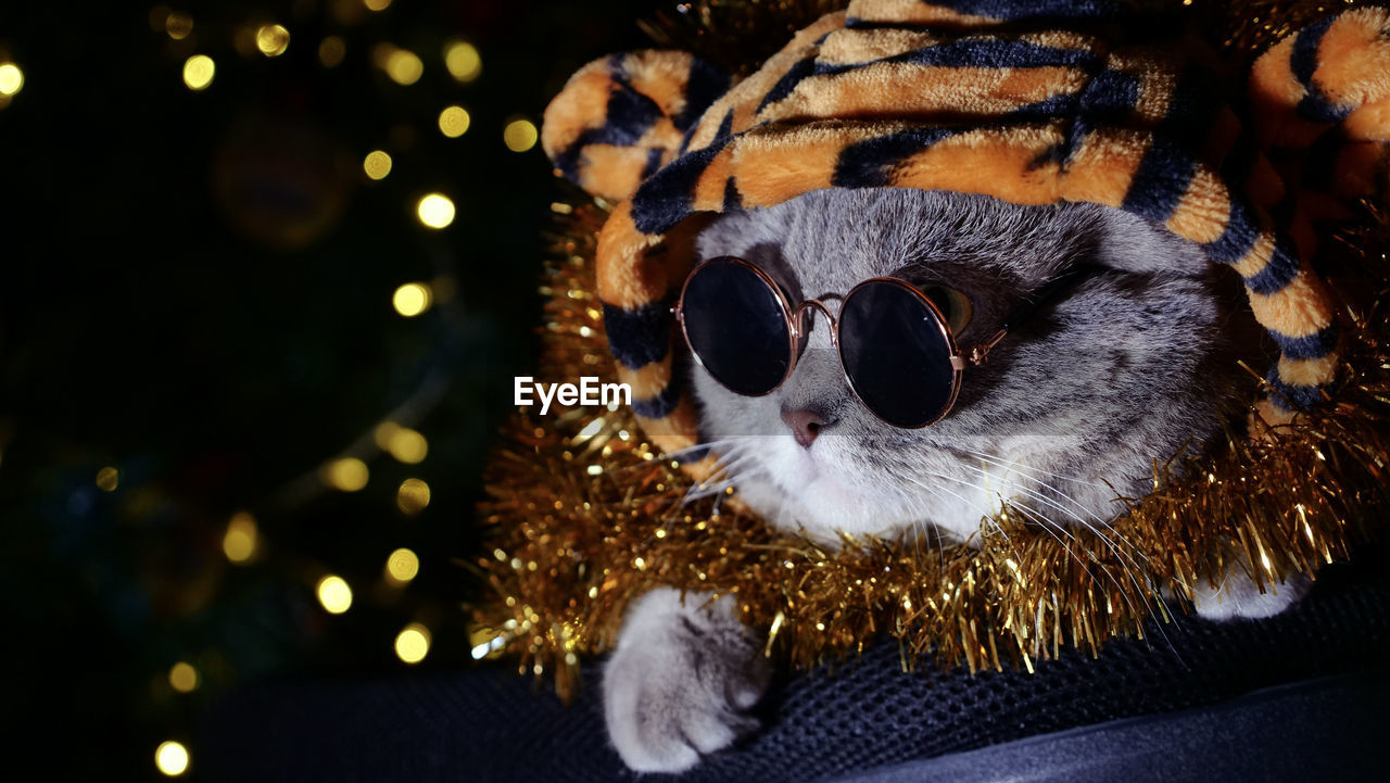 Cat tiger celebrates new year 2022